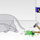 Representación gráfica del experimento imaginado por Schrödinger. El gato está a la vez vivo y muerto y su estado no puede conocerse hasta que se abra la caja. La medición confirma un resultado pero destruye la superposición. Foto: Wikipedia